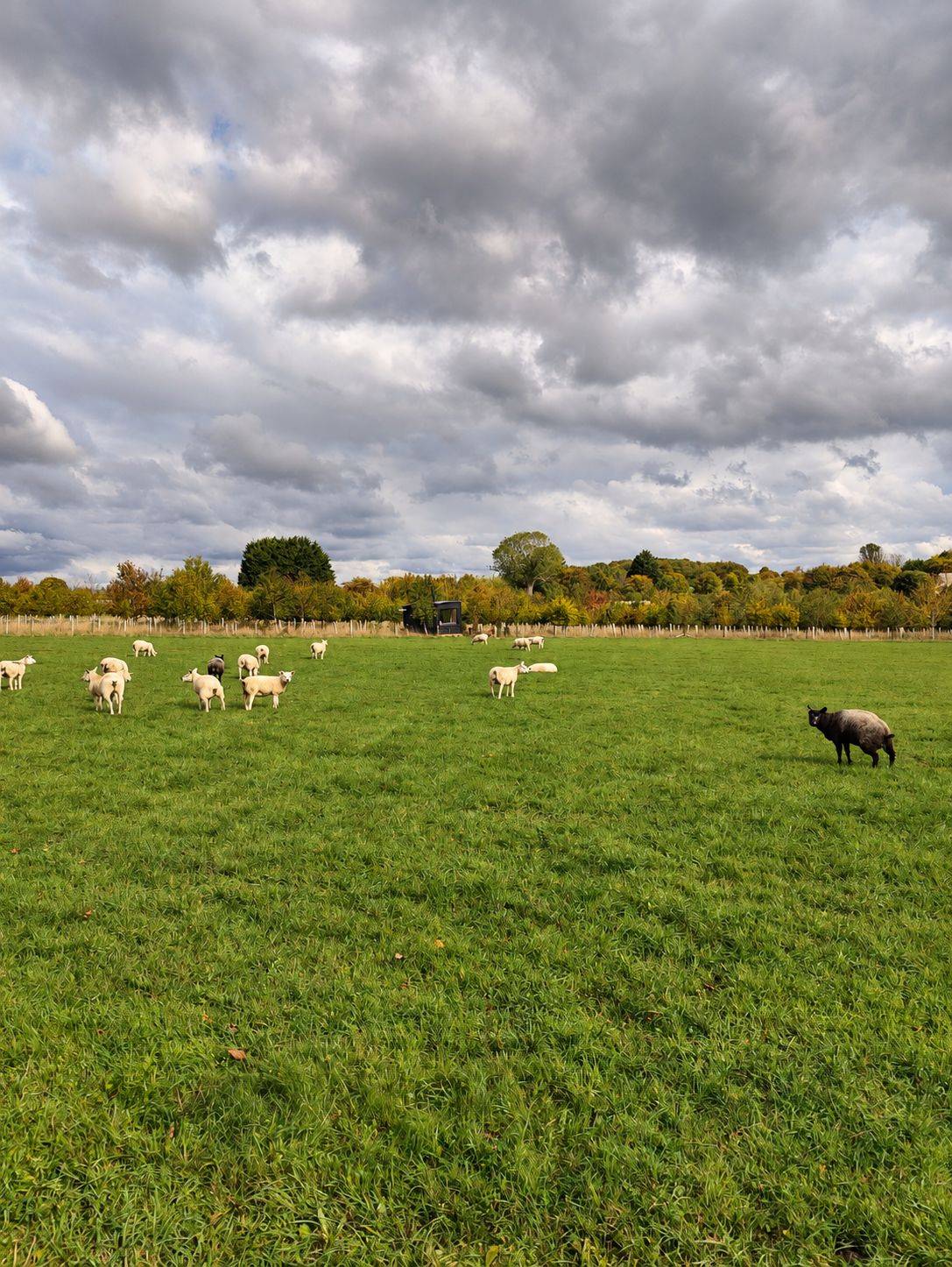 Sheep grazing in a field with a cabin in the distance